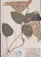 山葛藏品圖，第1張