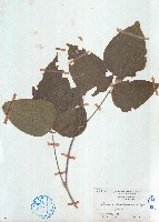 山葛藏品圖，第1張