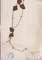 假菜豆藏品圖，第1張