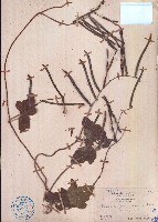 假菜豆藏品圖，第1張