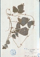 假菜豆藏品圖，第1張