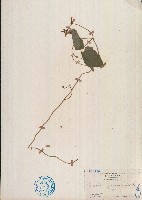假菜豆藏品圖，第1張