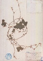 假菜豆藏品圖，第1張