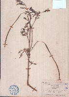 田菁藏品圖，第1張