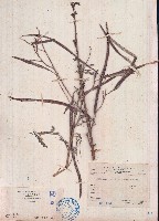 田菁藏品圖，第1張