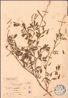 灰毛豆藏品圖，第1張