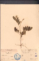 黄灰毛豆、黄毛灰葉藏品圖，第1張