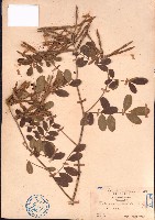 黄灰毛豆、黄毛灰葉藏品圖，第1張