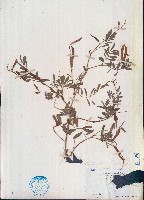 灰毛豆藏品圖，第1張