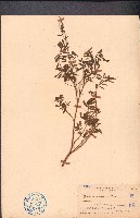灰毛豆藏品圖，第1張