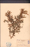 灰毛豆藏品圖，第1張