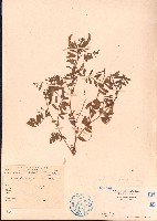 灰毛豆藏品圖，第1張