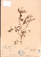 灰毛豆藏品圖，第1張