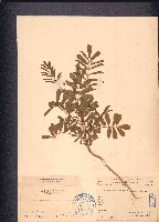 灰毛豆藏品圖，第1張