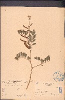 灰毛豆藏品圖，第1張