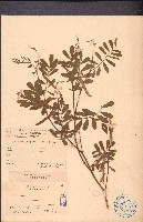 灰毛豆藏品圖，第1張