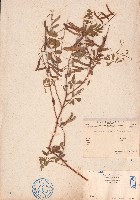 灰毛豆藏品圖，第1張