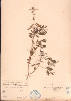 灰毛豆藏品圖，第1張