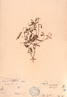 灰毛豆藏品圖，第1張