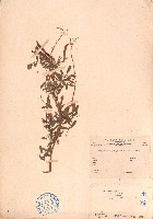 灰毛豆藏品圖，第1張