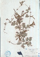 野黃豆藏品圖，第1張