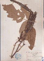 兔尾草藏品圖，第1張