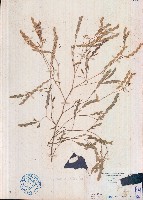 丁葵草藏品圖，第1張
