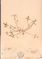 丁葵草藏品圖，第1張