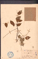 楊桃藏品圖，第1張