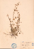 酢漿草藏品圖，第1張