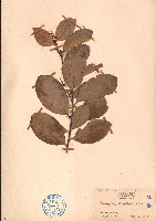 貢甲、白山柑藏品圖，第1張