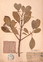 降真香藏品圖，第1張