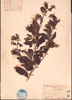 海南閉花木藏品圖，第1張