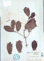 海南閉花木藏品圖，第1張