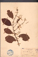 土蜜藤藏品圖，第1張