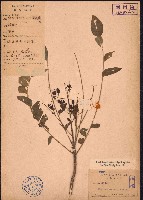 過山香藏品圖，第1張