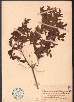 小葉九里香藏品圖，第1張