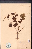 過山香藏品圖，第1張