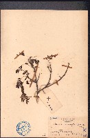 小葉九里香藏品圖，第1張