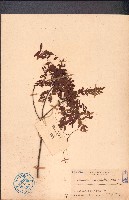 小葉九里香藏品圖，第1張