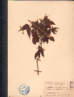 過山香藏品圖，第1張