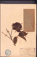 雙面刺藏品圖，第1張