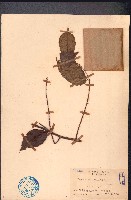 雙面刺藏品圖，第1張