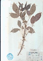 三腳虌藏品圖，第1張