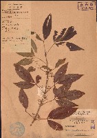 三腳虌藏品圖，第1張