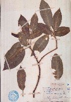蜜茱萸藏品圖，第1張