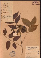 大管、白木藏品圖，第1張