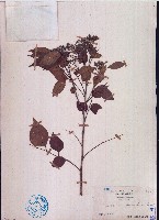 大管、白木藏品圖，第1張