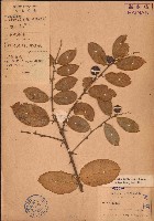 攀緣單葉藤桔藏品圖，第1張