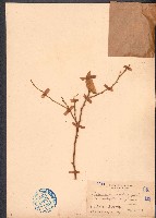 單葉藤橘、狗屎橘藏品圖，第1張